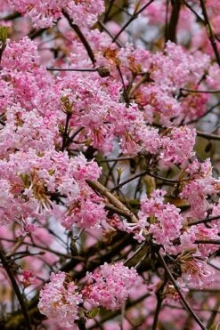 Pink Dawn Fragrant Viburnum - 5 Gallon Pot -Wilson Bros Gardens viburnum bodnantense dawn 1 1