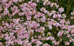 Pink Dawn Fragrant Viburnum - 5 Gallon Pot -Wilson Bros Gardens viburnum bodnantense dawn 11 1
