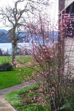 Pink Dawn Fragrant Viburnum - 5 Gallon Pot -Wilson Bros Gardens viburnum bodnantense dawn 13 1