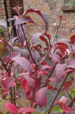 Pink Dawn Fragrant Viburnum - 5 Gallon Pot -Wilson Bros Gardens viburnum bodnantense dawn 15 1