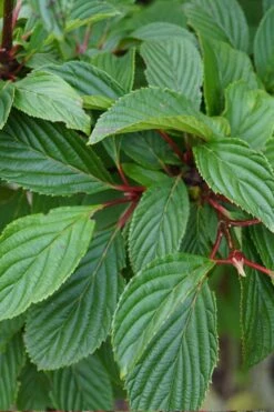 Pink Dawn Fragrant Viburnum - 5 Gallon Pot -Wilson Bros Gardens viburnum bodnantense dawn 16 1