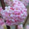Pink Dawn Fragrant Viburnum - 5 Gallon Pot