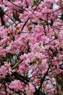 Pink Dawn Fragrant Viburnum - 5 Gallon Pot -Wilson Bros Gardens viburnum bodnantense dawn 4 1