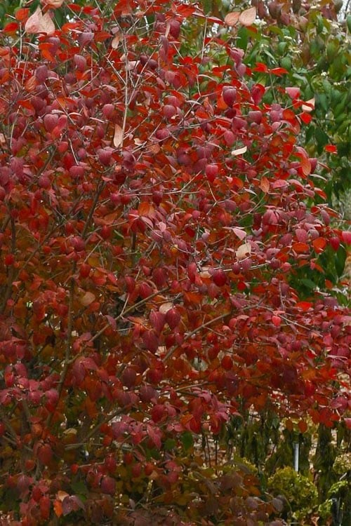 Spice Girl Koreanspice Viburnum - 1 Gallon Pot 7 Spice Girl Koreanspice Viburnum - 1 Gallon Pot - Image 7