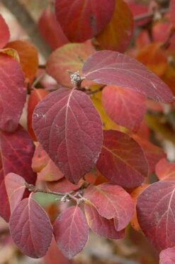 Spice Girl Koreanspice Viburnum - 1 Gallon Pot 12 Spice Girl Koreanspice Viburnum - 1 Gallon Pot -Wilson Bros Gardens viburnum carleseii spiro spice girl 4