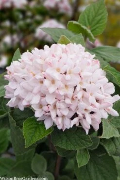 Spice Girl Koreanspice Viburnum - 1 Gallon Pot 11 Spice Girl Koreanspice Viburnum - 1 Gallon Pot -Wilson Bros Gardens viburnum carleseii spiro spice girl 6