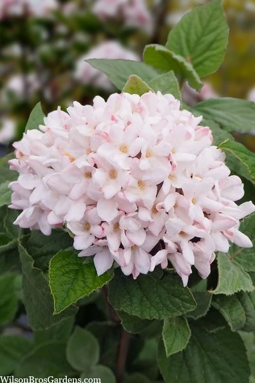 Spice Girl Koreanspice Viburnum - 1 Gallon Pot 5 Spice Girl Koreanspice Viburnum - 1 Gallon Pot - Image 5