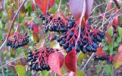 Nannyberry Viburnum - 1 Gallon Pot -Wilson Bros Gardens viburnum lentago nannyberry 2