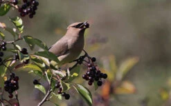 Nannyberry Viburnum - 1 Gallon Pot -Wilson Bros Gardens viburnum lentago nannyberry 5