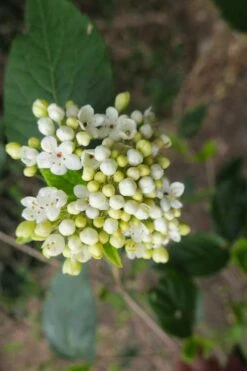 Nantucket Fragrant Snowball Viburnum - 3 Gallon Pot 11 Nantucket Fragrant Snowball Viburnum - 3 Gallon Pot -Wilson Bros Gardens viburnum nantucket 3