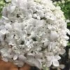 Nantucket Fragrant Snowball Viburnum - 3 Gallon Pot