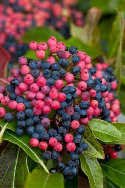 Brandywine Viburnum - 3 Gallon Pot 13 Brandywine Viburnum - 3 Gallon Pot -Wilson Bros Gardens viburnum nudum brandywine 2