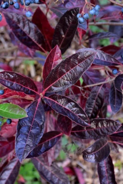 Brandywine Viburnum - 3 Gallon Pot 14 Brandywine Viburnum - 3 Gallon Pot -Wilson Bros Gardens viburnum nudum brandywine 4