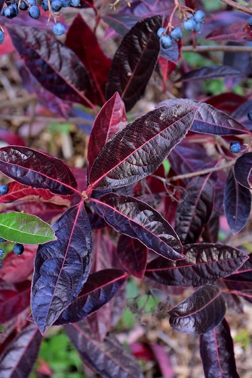 Brandywine Viburnum - 3 Gallon Pot 6 Brandywine Viburnum - 3 Gallon Pot - Image 6