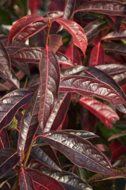 Brandywine Viburnum - 3 Gallon Pot 16 Brandywine Viburnum - 3 Gallon Pot -Wilson Bros Gardens viburnum nudum brandywine 5