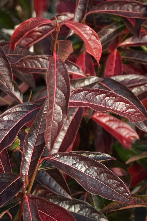 Brandywine Viburnum - 3 Gallon Pot 8 Brandywine Viburnum - 3 Gallon Pot - Image 8