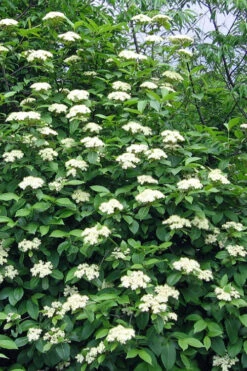 Brandywine Viburnum - 3 Gallon Pot 17 Brandywine Viburnum - 3 Gallon Pot -Wilson Bros Gardens viburnum nudum brandywine 6