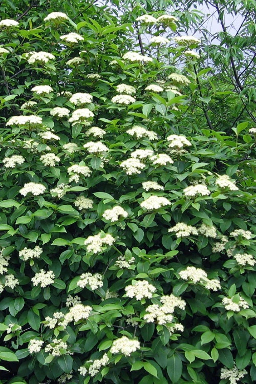Brandywine Viburnum - 3 Gallon Pot 9 Brandywine Viburnum - 3 Gallon Pot - Image 9