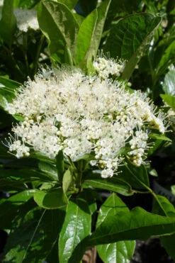 Brandywine Viburnum - 3 Gallon Pot 12 Brandywine Viburnum - 3 Gallon Pot -Wilson Bros Gardens viburnum nudum brandywine 7