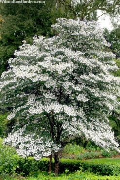 Summer Snowflake Viburnum - 3 Gallon Pot
