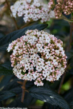 Prague Viburnum - 1 Gallon Pot -Wilson Bros Gardens viburnum pragense prague 2