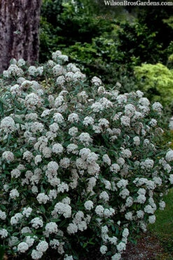 Prague Viburnum - 1 Gallon Pot -Wilson Bros Gardens viburnum pragense prague 4