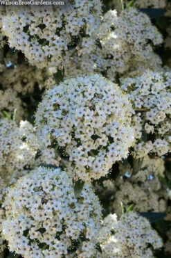 Prague Viburnum - 1 Gallon Pot -Wilson Bros Gardens viburnum pragense prague 5