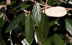 Prague Viburnum - 1 Gallon Pot -Wilson Bros Gardens viburnum pragense prague 7