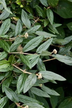 Prague Viburnum - 1 Gallon Pot -Wilson Bros Gardens viburnum pragense prague 9