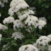 Blackhaw Viburnum - 1 Gallon Pot