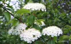 Blackhaw Viburnum - 1 Gallon Pot 13 Blackhaw Viburnum - 1 Gallon Pot -Wilson Bros Gardens viburnum prunifolium black haw 4