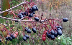 Blackhaw Viburnum - 1 Gallon Pot 12 Blackhaw Viburnum - 1 Gallon Pot -Wilson Bros Gardens viburnum prunifolium black haw 5