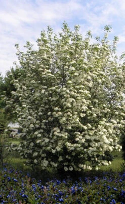 Blackhaw Viburnum - 1 Gallon Pot 11 Blackhaw Viburnum - 1 Gallon Pot -Wilson Bros Gardens viburnum prunifolium black haw 7
