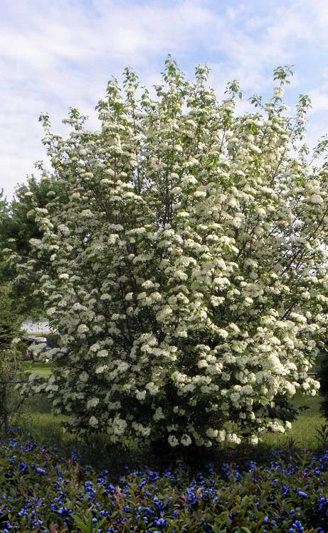 Blackhaw Viburnum - 1 Gallon Pot 4 Blackhaw Viburnum - 1 Gallon Pot - Image 4