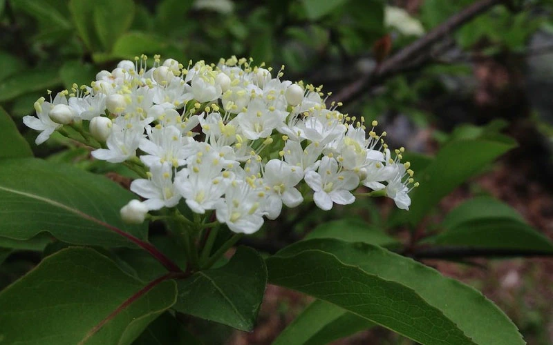 Blackhaw Viburnum - 1 Gallon Pot 8 Blackhaw Viburnum - 1 Gallon Pot - Image 8