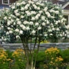 Leatherleaf Evergreen Viburnum - 3 Gallon Pot