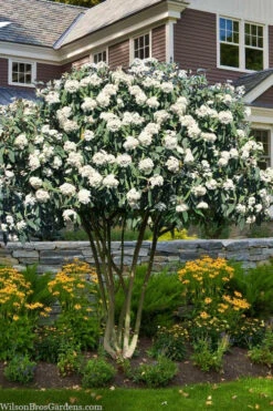 Leatherleaf Evergreen Viburnum - 3 Gallon Pot