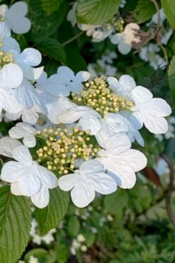 Summer Snowflake Viburnum - 3 Gallon Pot -Wilson Bros Gardens viburnum summer snowflake 103