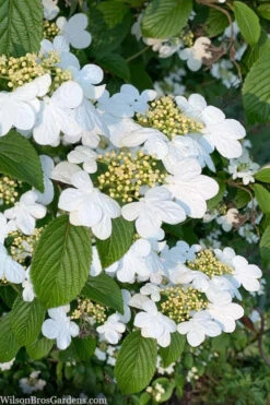 Summer Snowflake Viburnum - 3 Gallon Pot -Wilson Bros Gardens viburnum summer snowflake 106