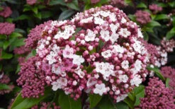 Spirit Viburnum - 3 Gallon Pot 10 Spirit Viburnum - 3 Gallon Pot -Wilson Bros Gardens viburnum tinus spirit 1
