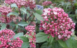 Spirit Viburnum - 3 Gallon Pot 11 Spirit Viburnum - 3 Gallon Pot -Wilson Bros Gardens viburnum tinus spirit 2