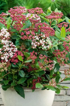 Spirit Viburnum - 3 Gallon Pot 9 Spirit Viburnum - 3 Gallon Pot -Wilson Bros Gardens viburnum tinus spirit 4