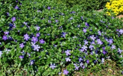 Bigleaf Periwinkle (Vinca Major) - 6 Pack Of Pint Pots -Wilson Bros Gardens vinca major bigleaf periwinkle 11 3