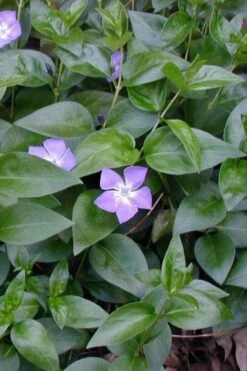 Bigleaf Periwinkle (Vinca Major) - 18 Pack Of Pint Pots 11 Bigleaf Periwinkle (Vinca Major) - 18 Pack Of Pint Pots -Wilson Bros Gardens vinca major bigleaf periwinkle 12 1