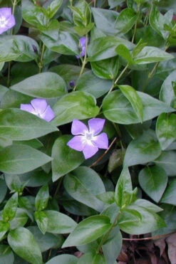 Bigleaf Periwinkle (Vinca Major) - 8 Pack Of 2.5" Pots -Wilson Bros Gardens vinca major bigleaf periwinkle 12