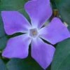 Bigleaf Periwinkle (Vinca Major) - 18 Pack Of Pint Pots