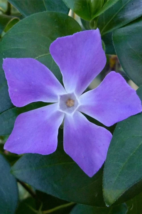 Bigleaf Periwinkle (Vinca Major) - 18 Pack Of Pint Pots 1 Bigleaf Periwinkle (Vinca Major) - 18 Pack Of Pint Pots