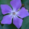 Bigleaf Periwinkle (Vinca Major) - 10 Pack Of Pint Pots