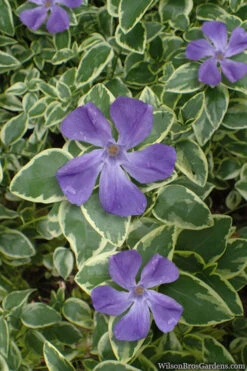 Variegated Bigleaf Periwinkle (Vinca Major 'Variegata') - 6 Pack Of Pint Pots -Wilson Bros Gardens vinca major variegata big leaf periwinkle 10