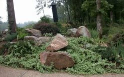 Variegated Bigleaf Periwinkle (Vinca Major 'Variegata') - 18 Pack Of Pint Pots -Wilson Bros Gardens vinca major variegata big leaf periwinkle 12 2